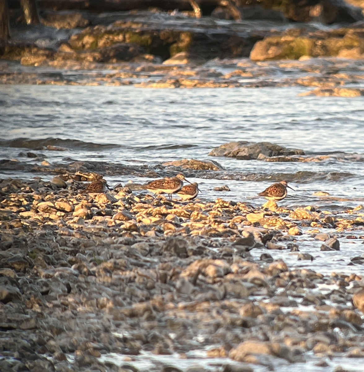 Dunlin - Dan Scheiman