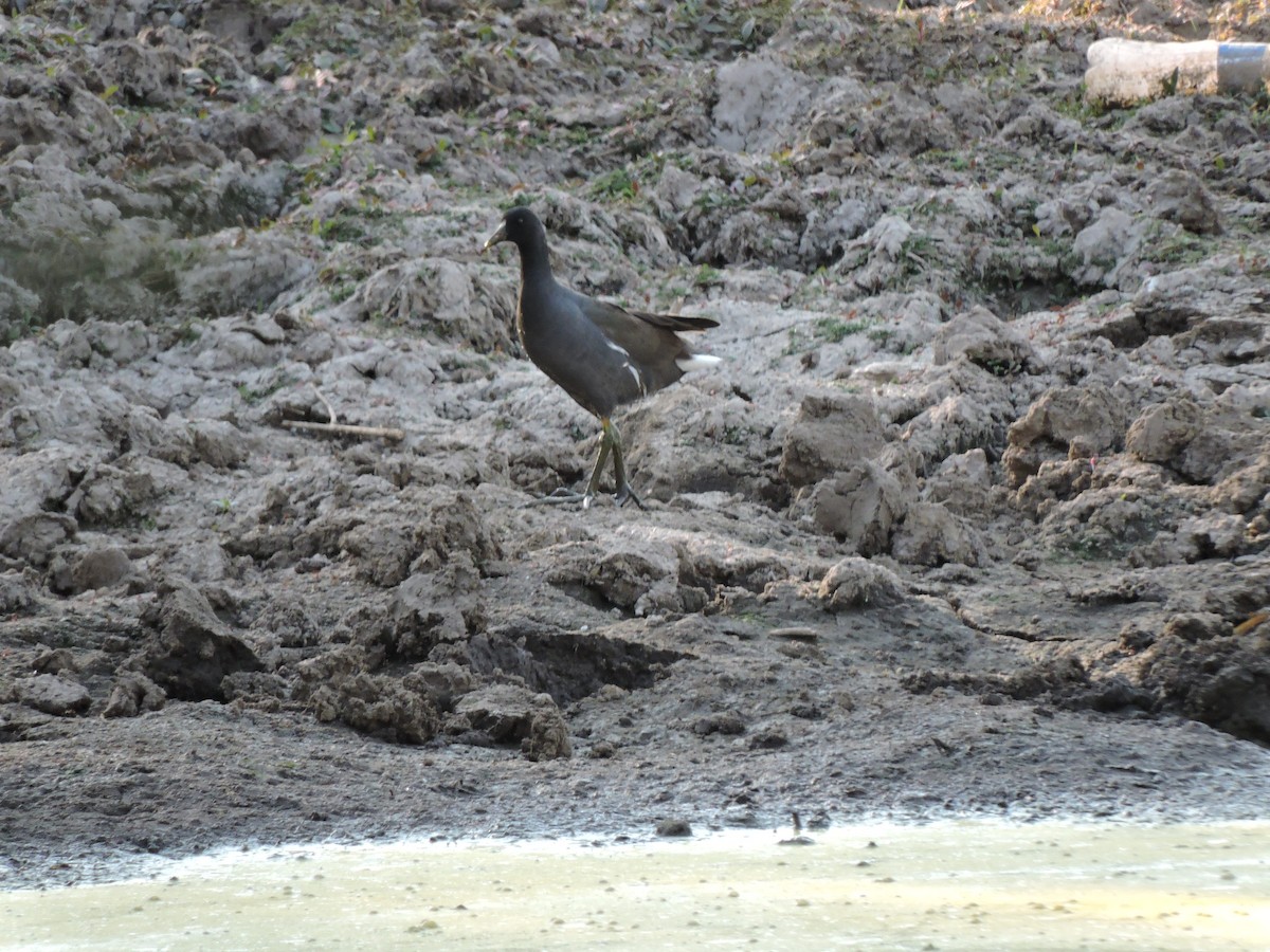 Common Gallinule - Francisco J. Muñoz Nolasco