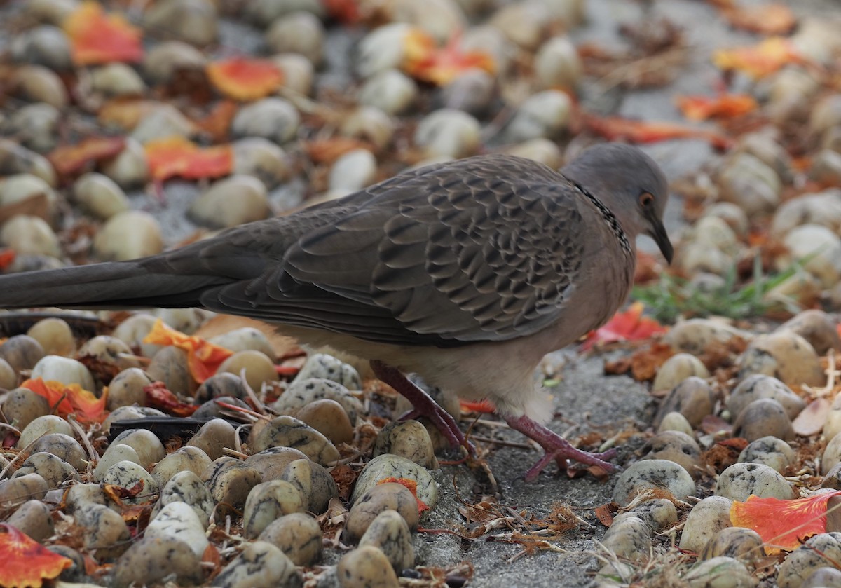 Spotted Dove - 芳色 林