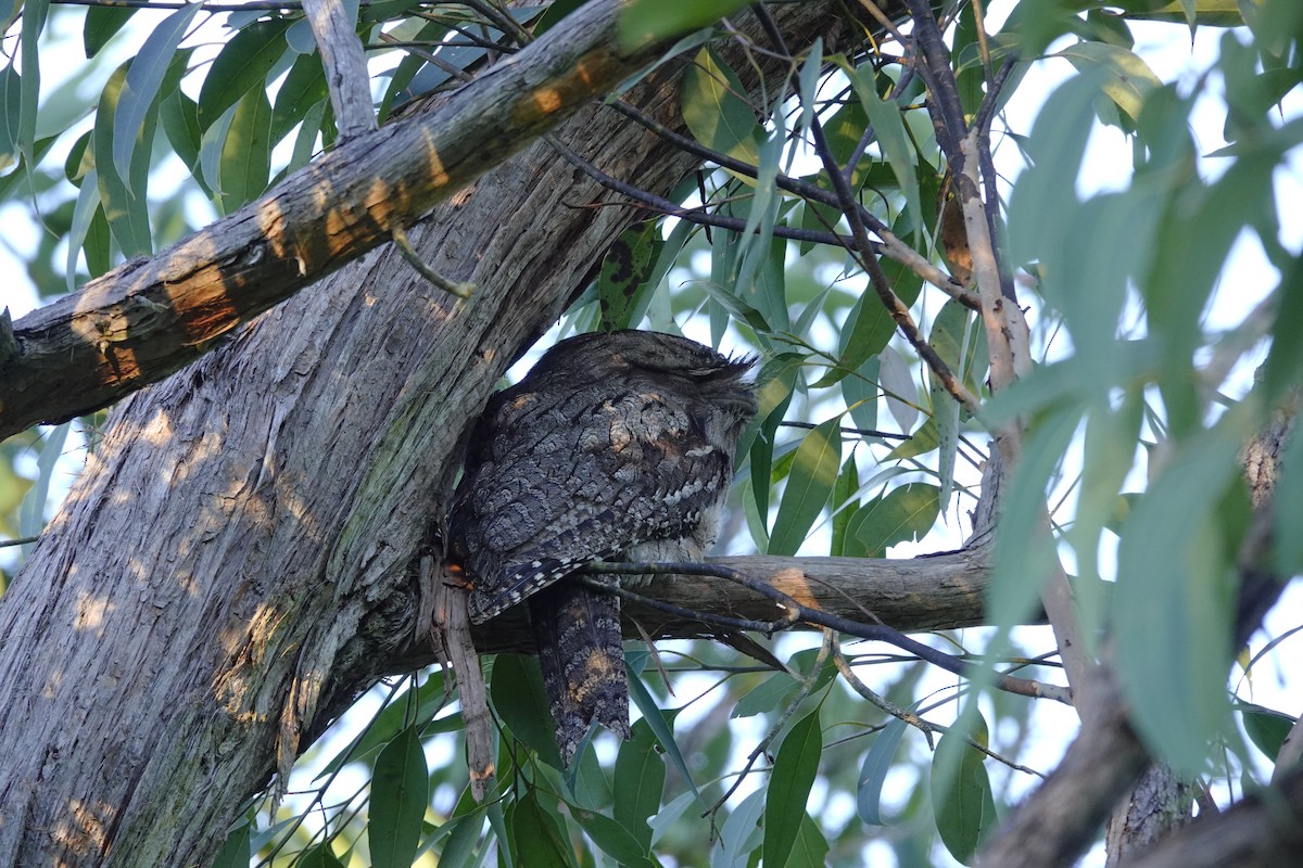 Tawny Frogmouth - Eric Finley