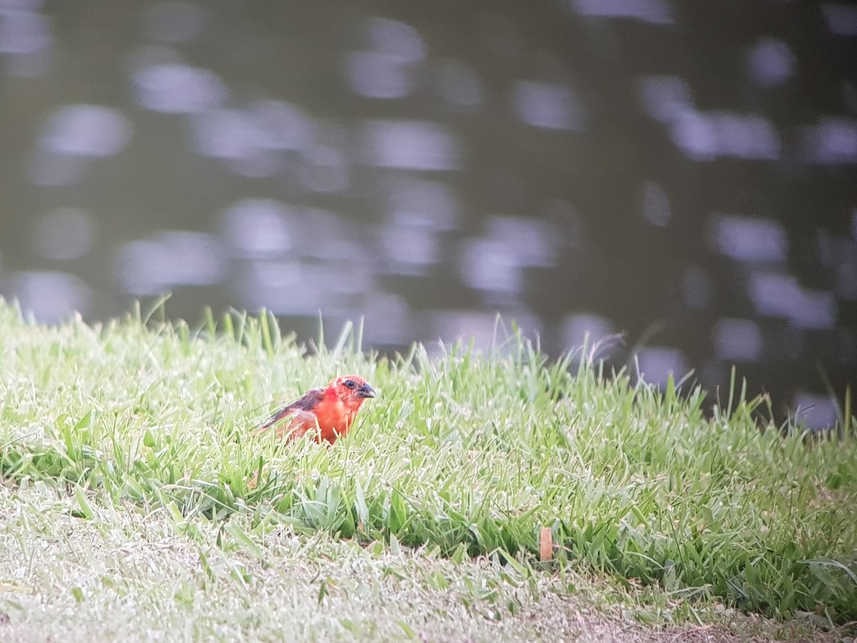 Red Fody - ML619562818