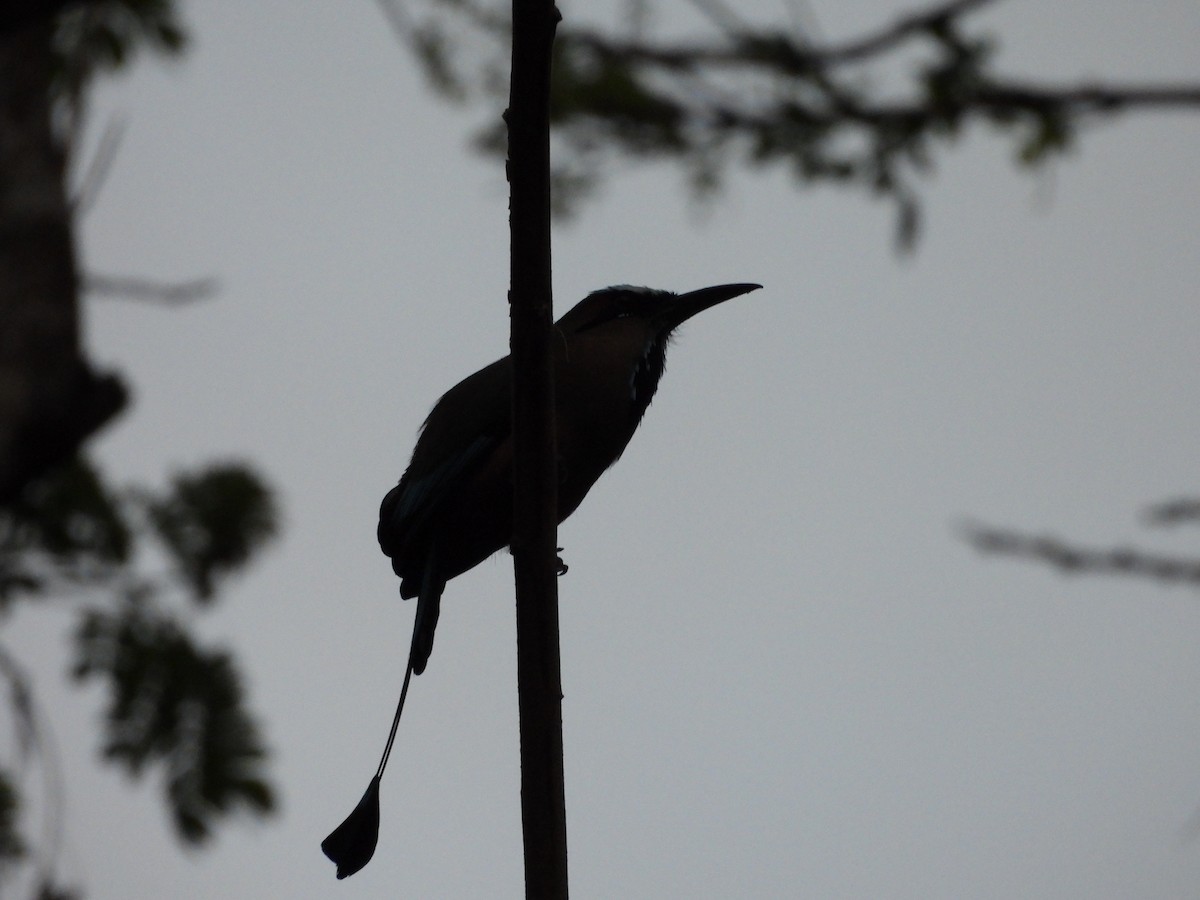 Lesson's Motmot - Susan Thome-Barrett