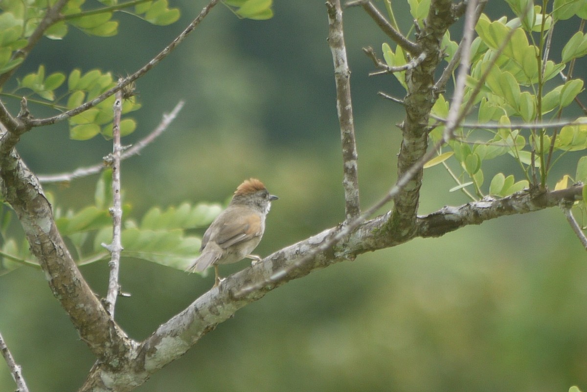 Pale-breasted Spinetail - Brenda Sánchez