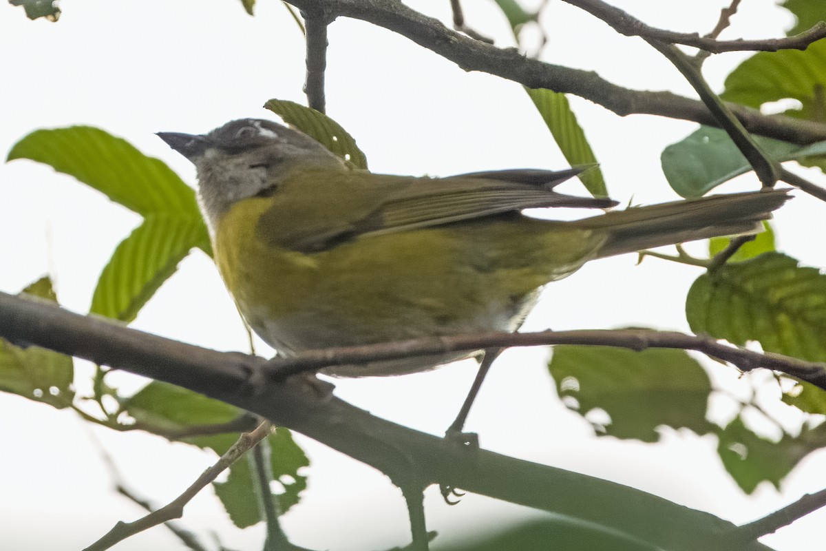 Common Chlorospingus - Vic Hubbard