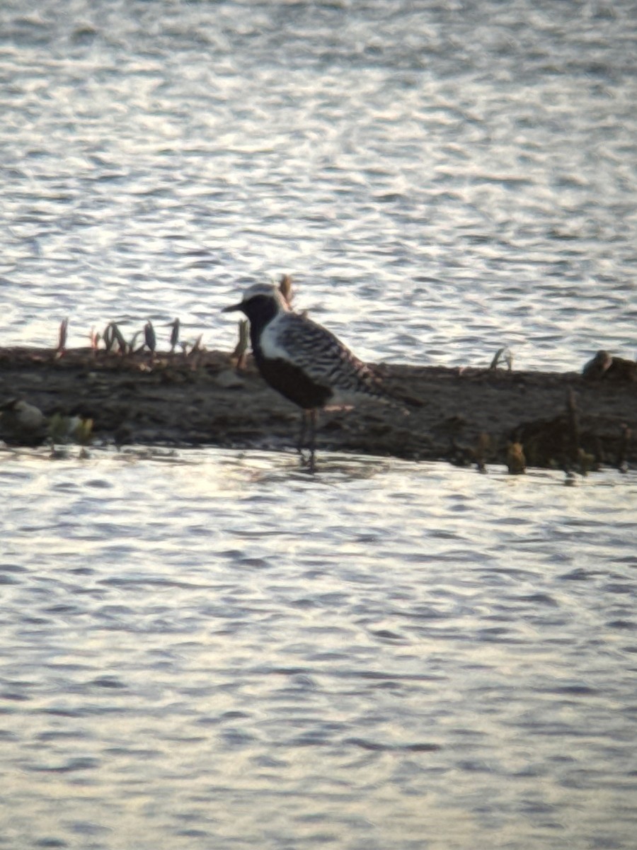 Black-bellied Plover - Aaron Holschbach