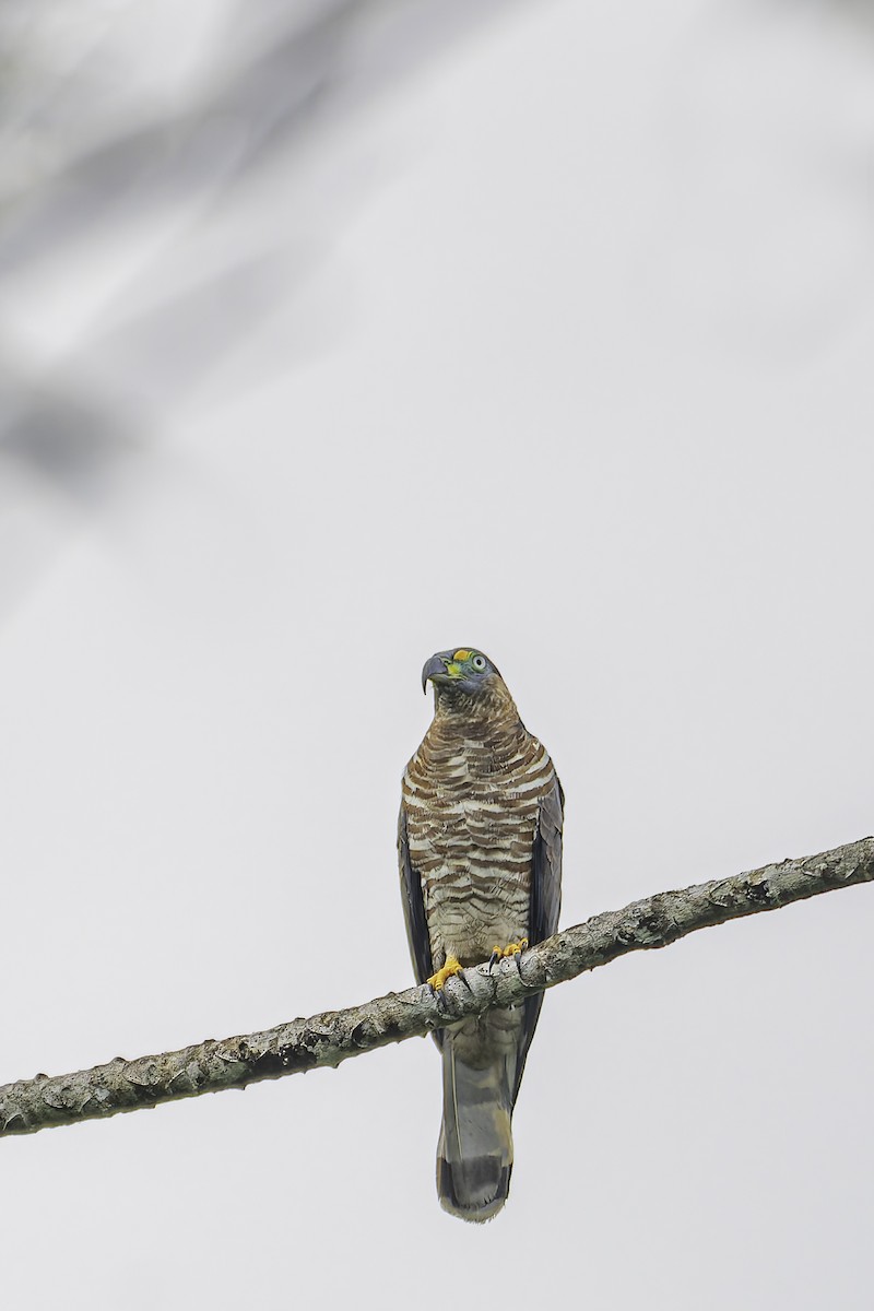 Hook-billed Kite - George Roussey