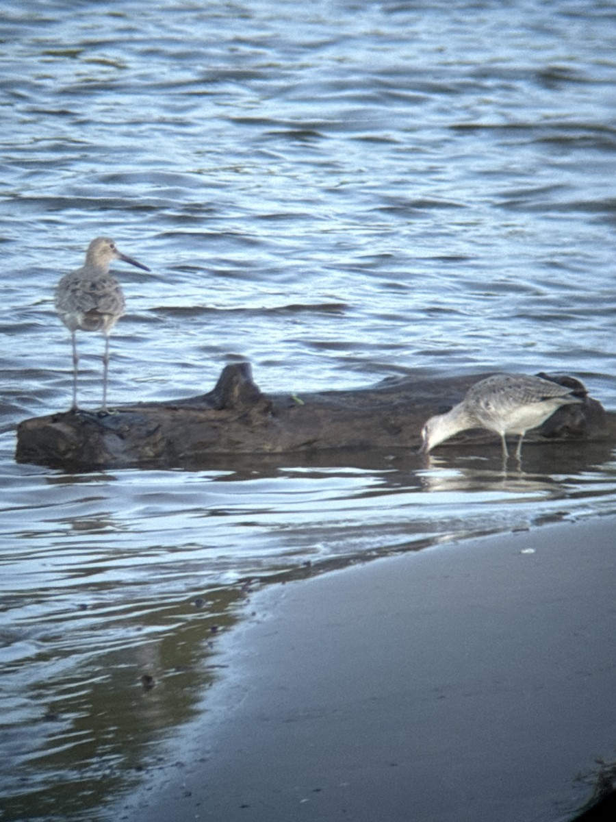 Willet - Aaron Holschbach