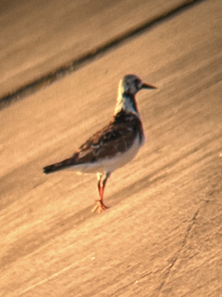 Ruddy Turnstone - ML619562848