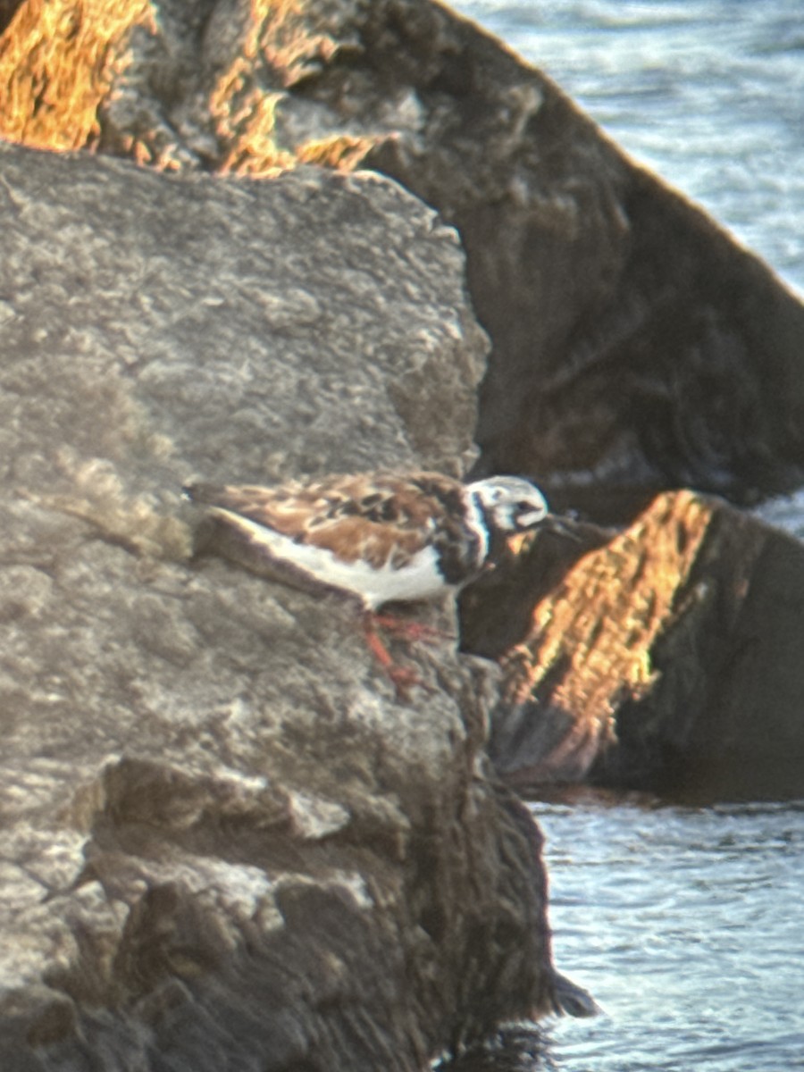 Ruddy Turnstone - ML619562849