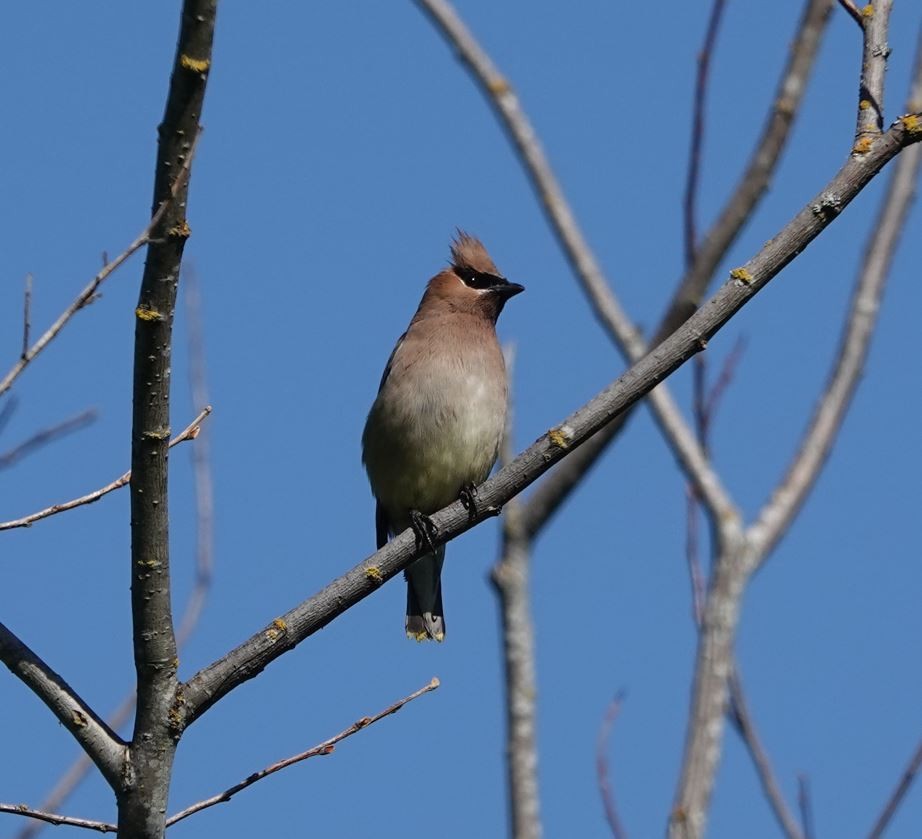 Cedar Waxwing - Zhongyu Wang