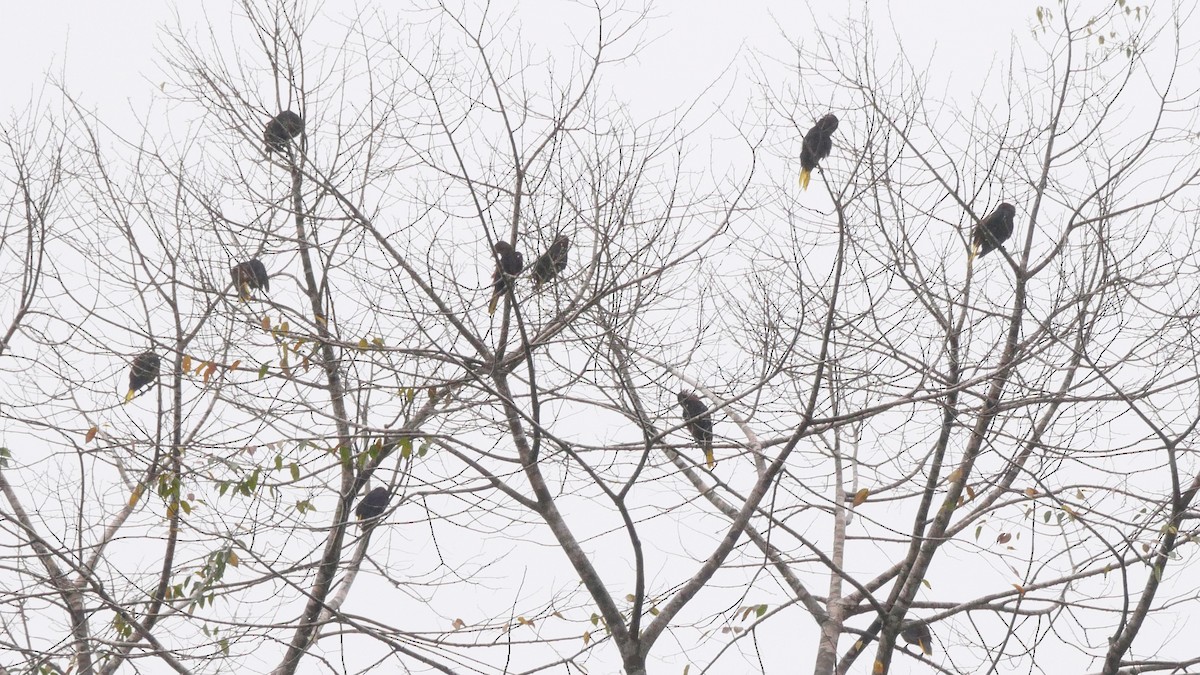 Chestnut-headed Oropendola - ML619562852