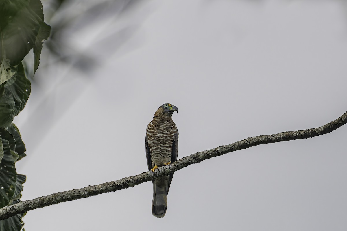 Hook-billed Kite - George Roussey