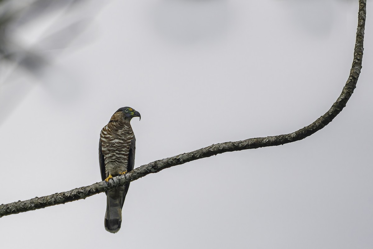 Hook-billed Kite - George Roussey