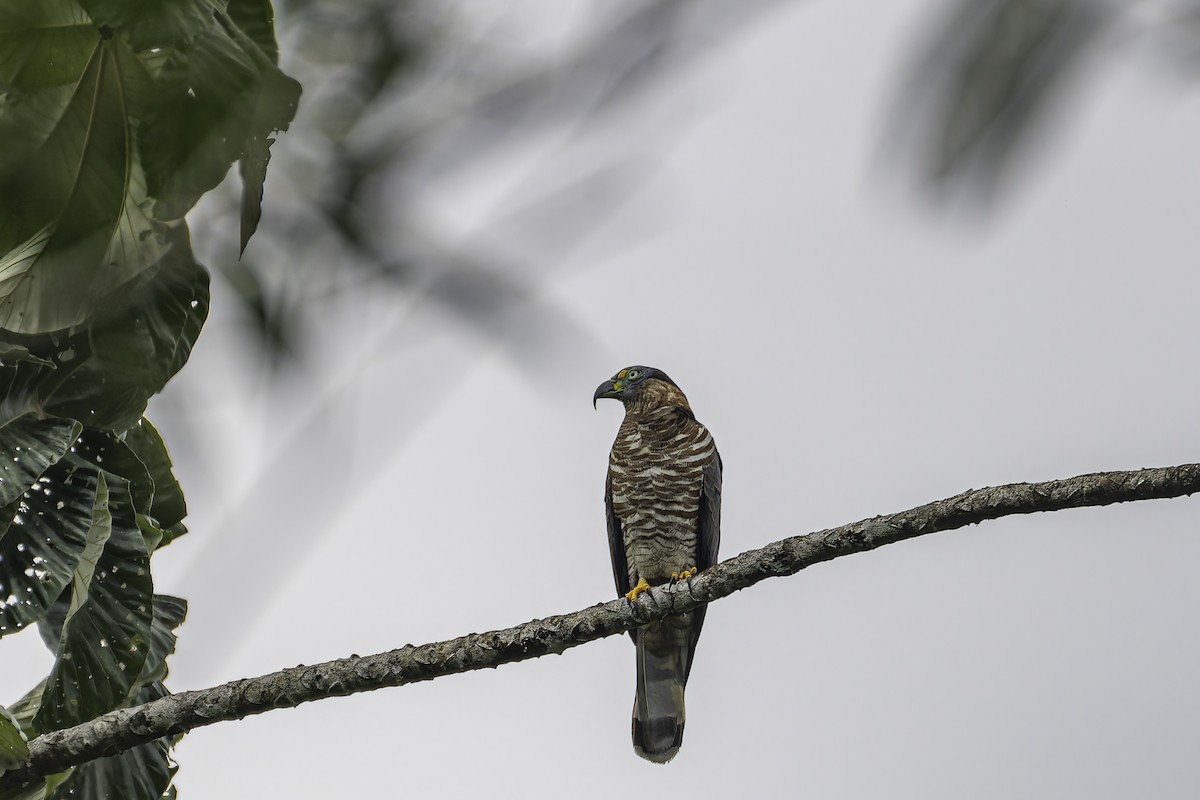 Hook-billed Kite - George Roussey