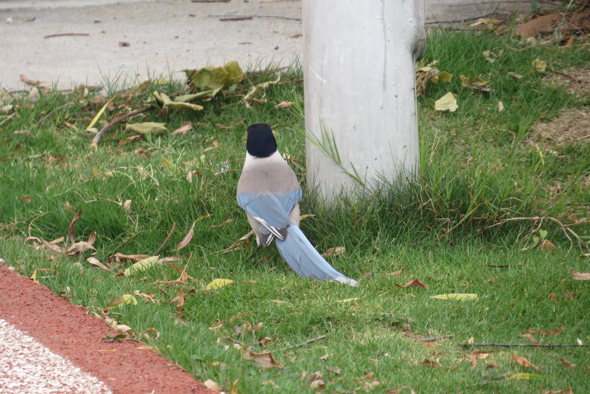 Azure-winged Magpie - Anonymous
