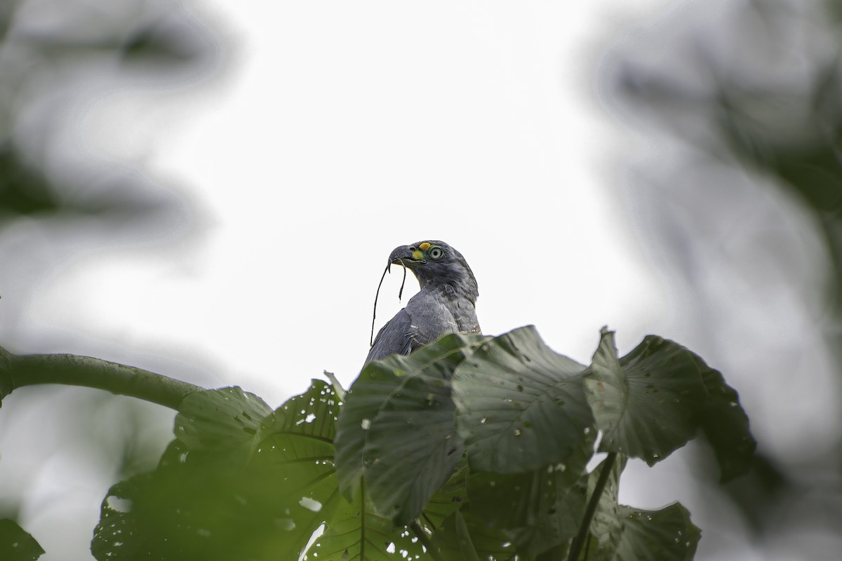 Hook-billed Kite - George Roussey