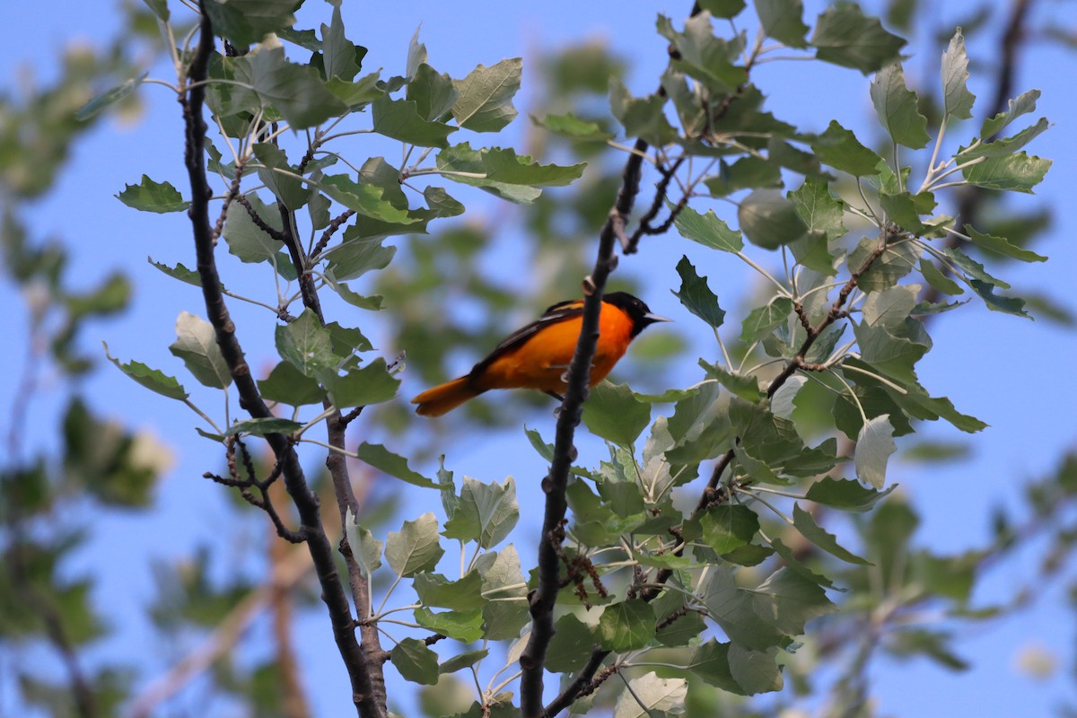 Baltimore Oriole - עוזי שמאי