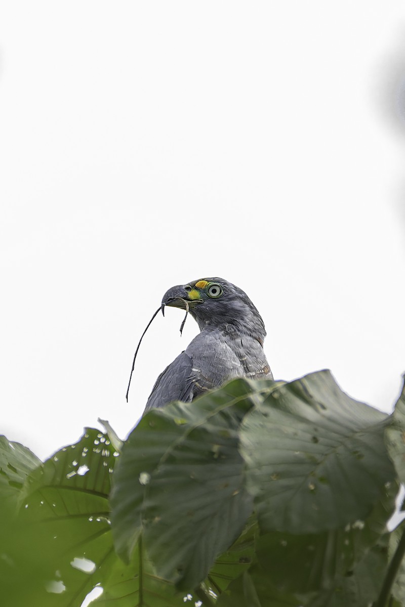 Hook-billed Kite - George Roussey