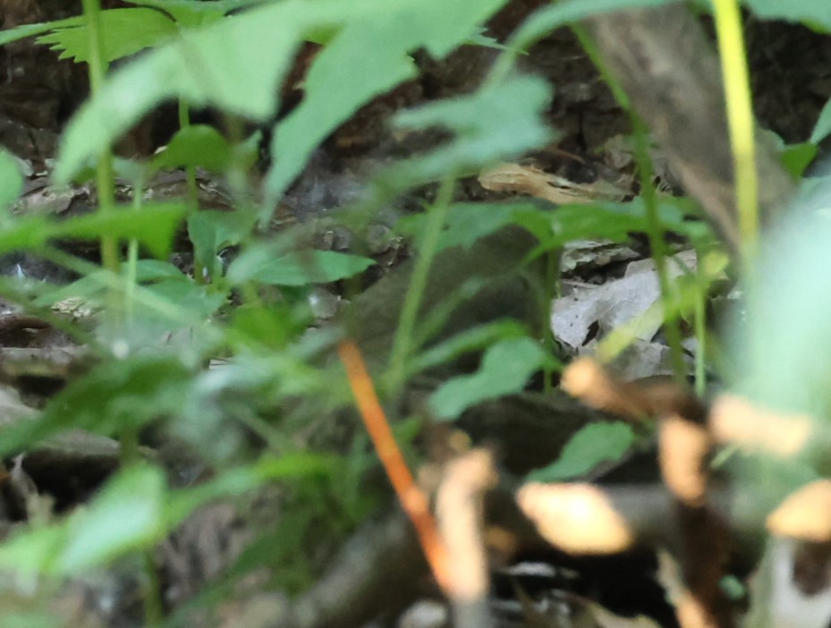 Connecticut Warbler - Pam Rasmussen