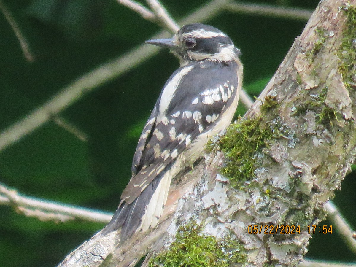 Downy Woodpecker - jack paul