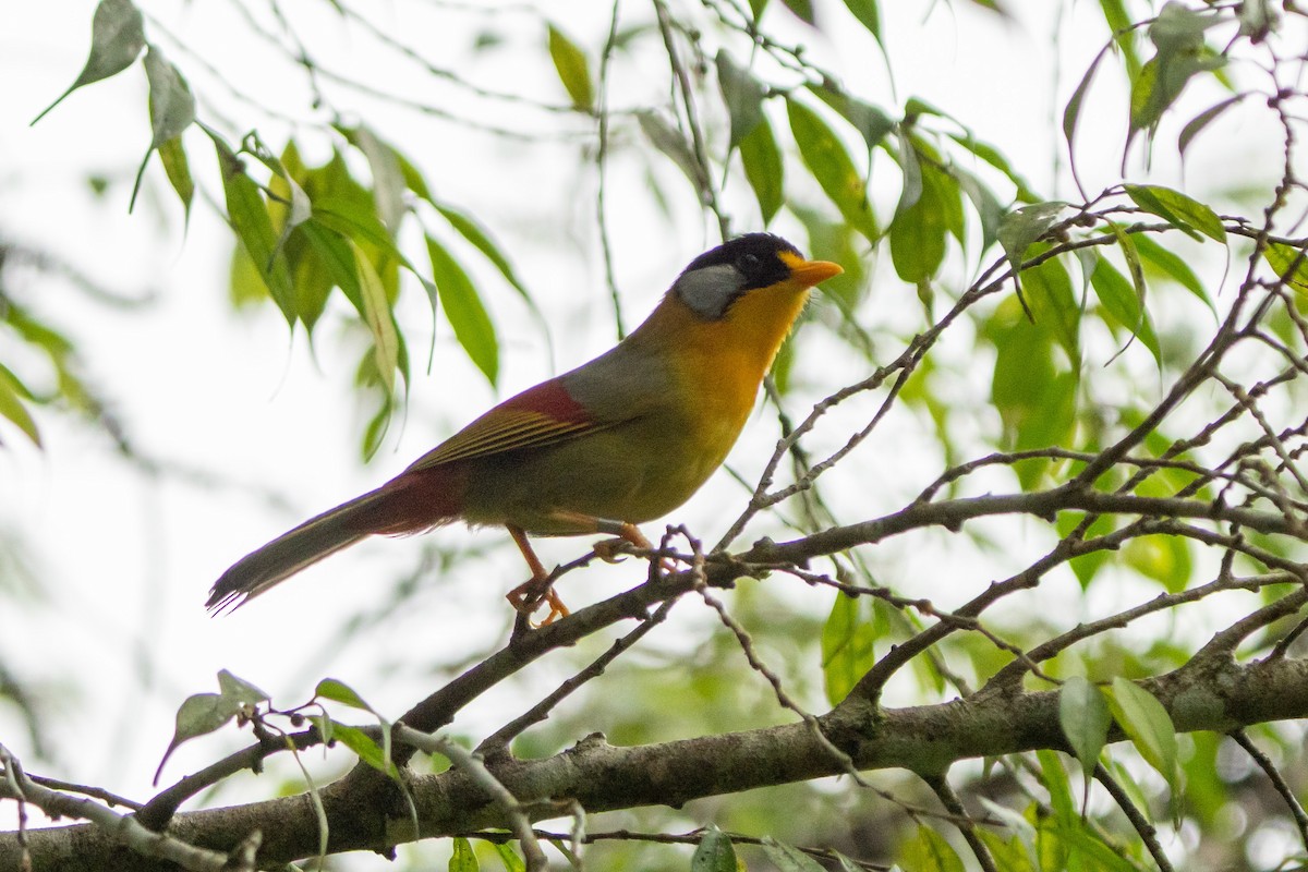 Silver-eared Mesia - ML619562887