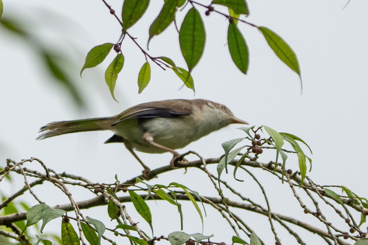 Blue-winged Minla - Lenny Xu