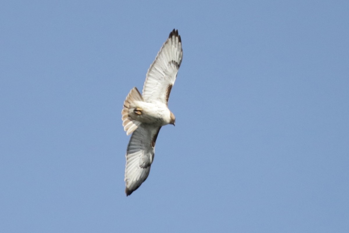 Red-tailed Hawk - Steve McNamara