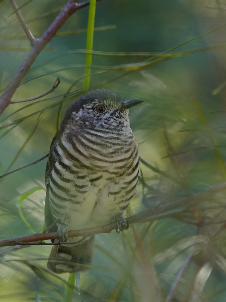 Shining Bronze-Cuckoo - Eric Finley