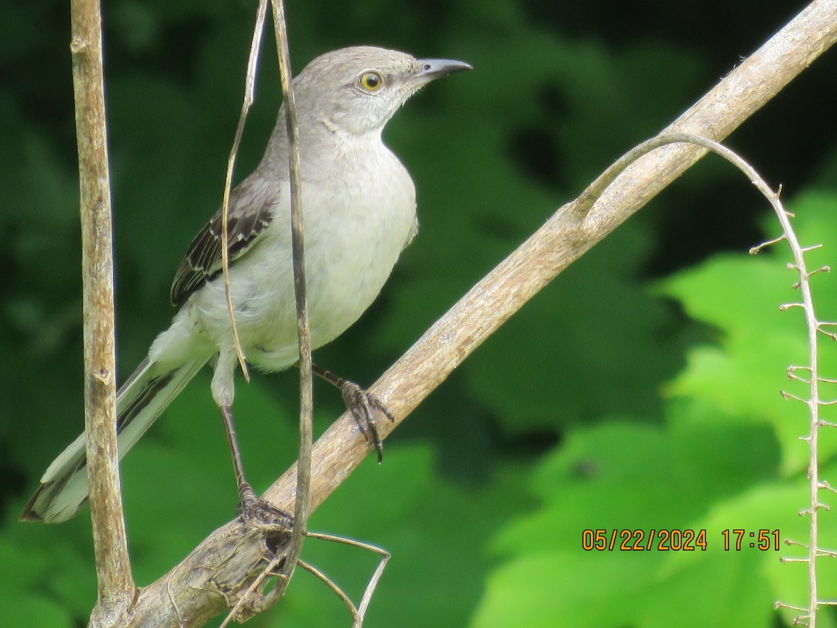 Northern Mockingbird - ML619562902