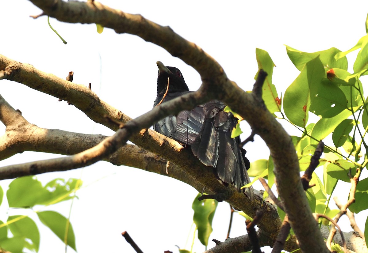 Asian Koel - 芳色 林