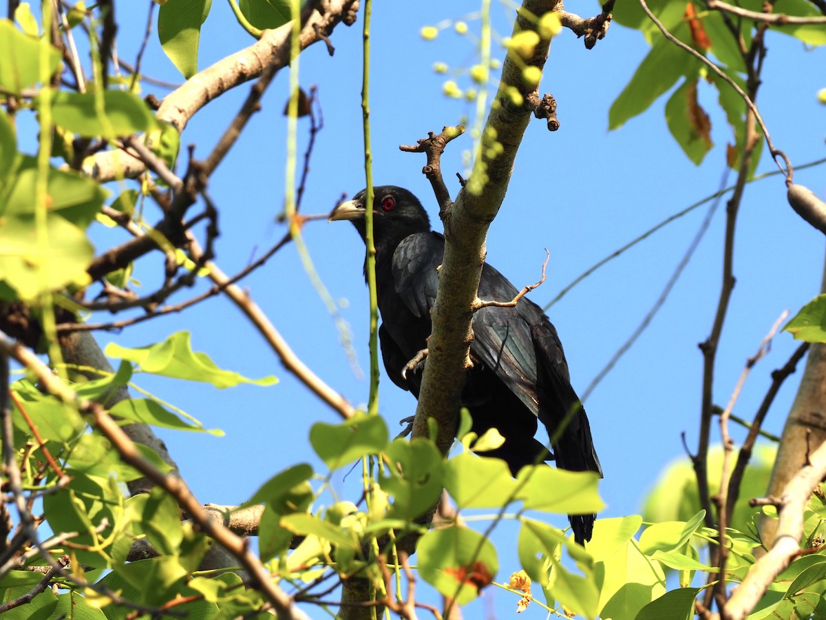 Asian Koel - 芳色 林