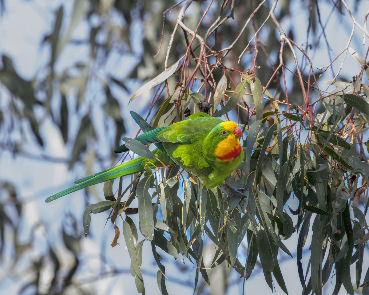 Superb Parrot - ML619562920