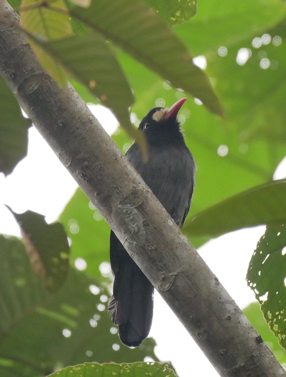 White-fronted Nunbird - ML619562928