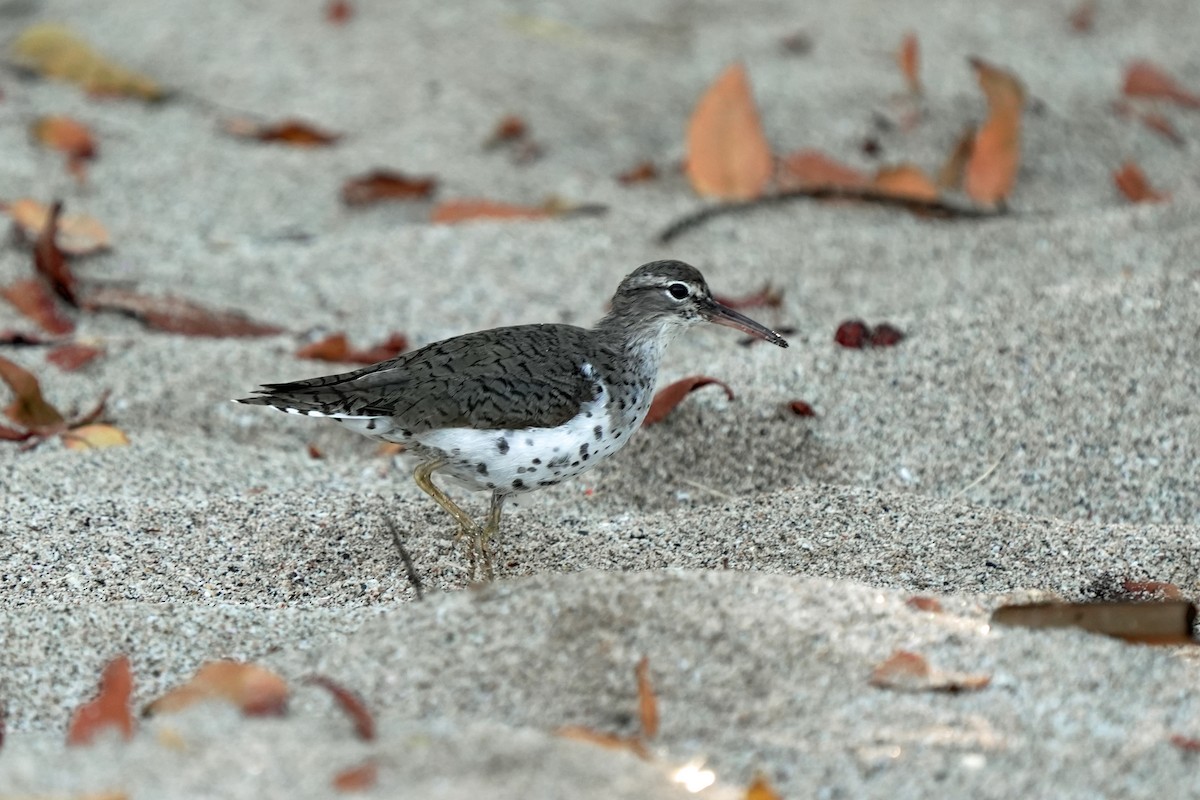 Spotted Sandpiper - Kenny Frisch