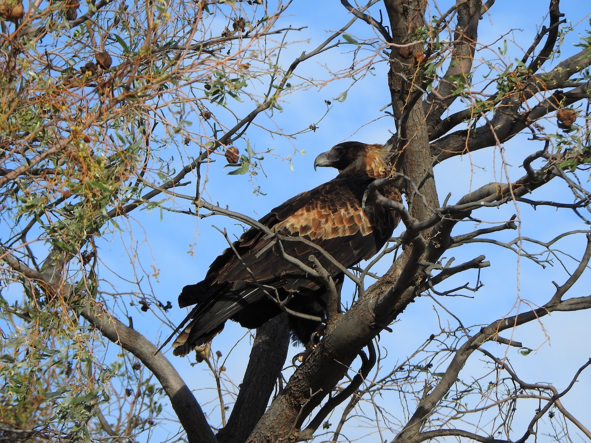 Wedge-tailed Eagle - DS Ridley