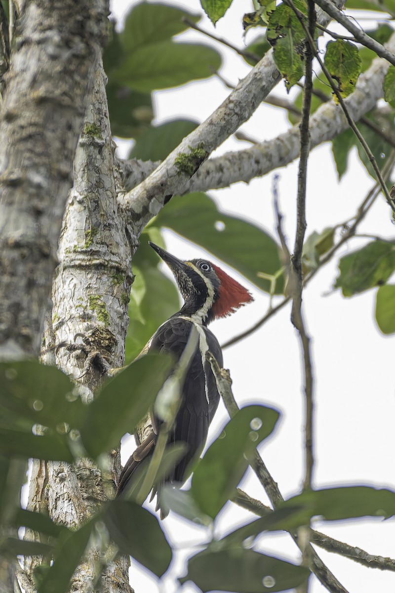 Lineated Woodpecker - George Roussey