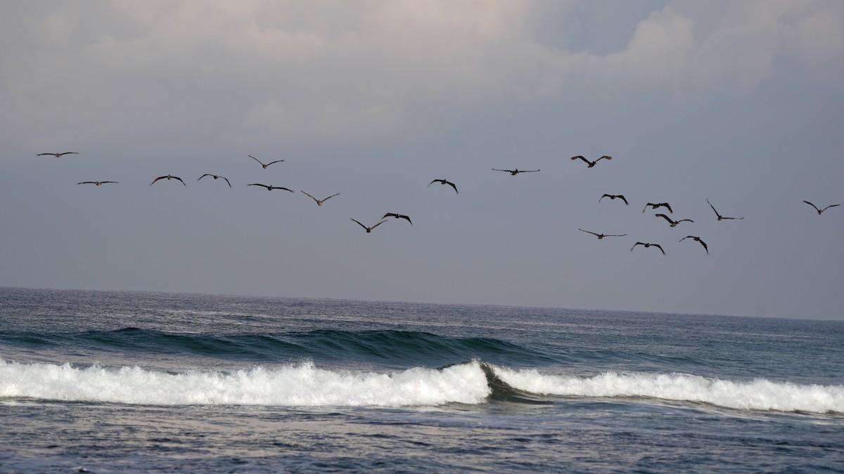 Brown Pelican - Kenny Frisch