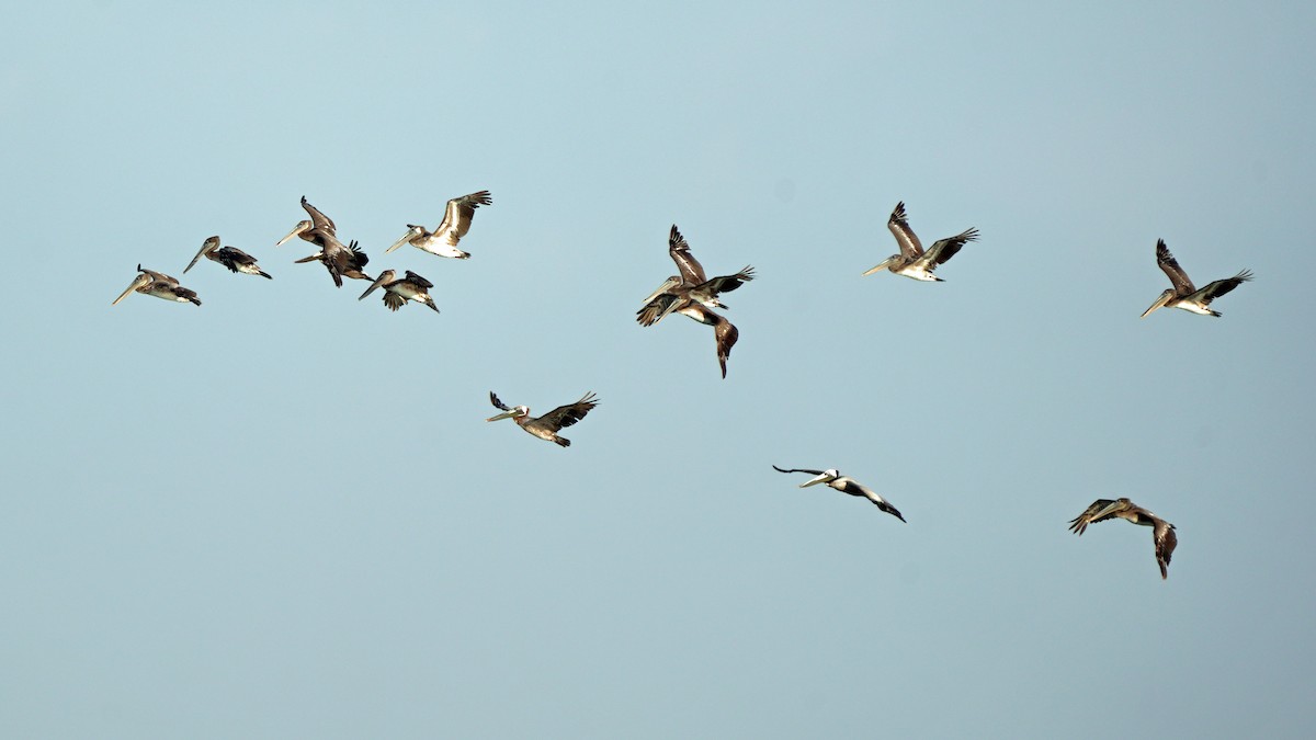 Brown Pelican - Kenny Frisch