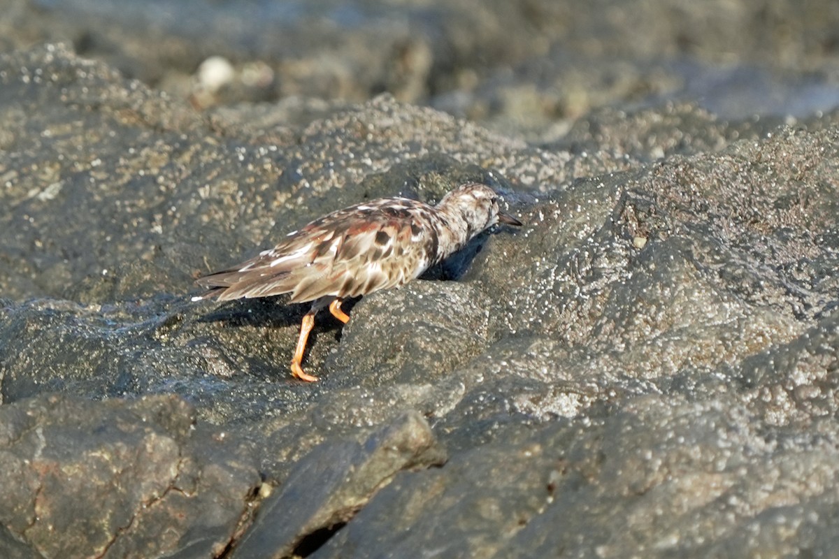 Ruddy Turnstone - Kenny Frisch