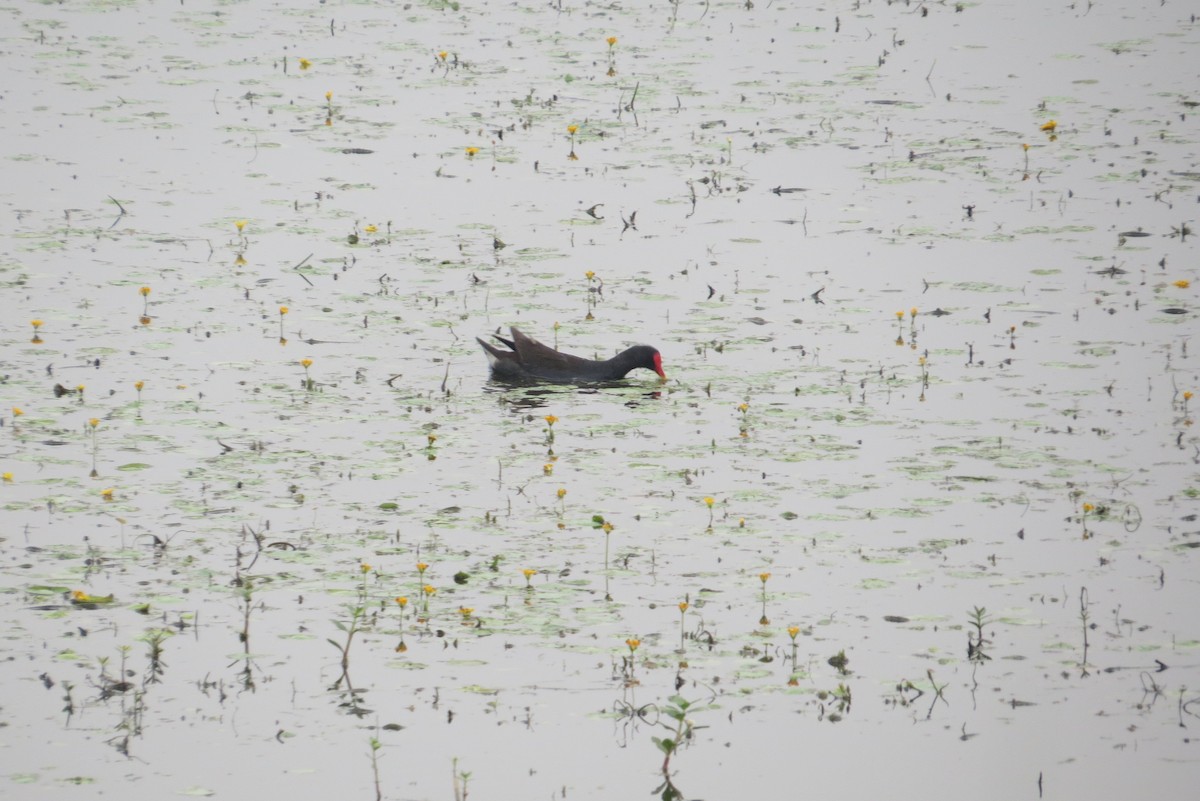 Eurasian Moorhen - Anonymous