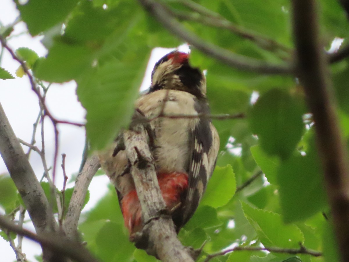 Syrian Woodpecker - Kseniia Marianna Prondzynska