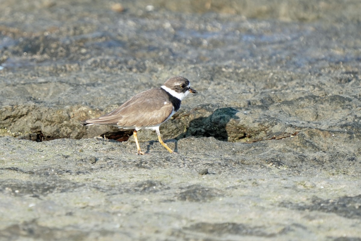 Semipalmated Plover - Kenny Frisch