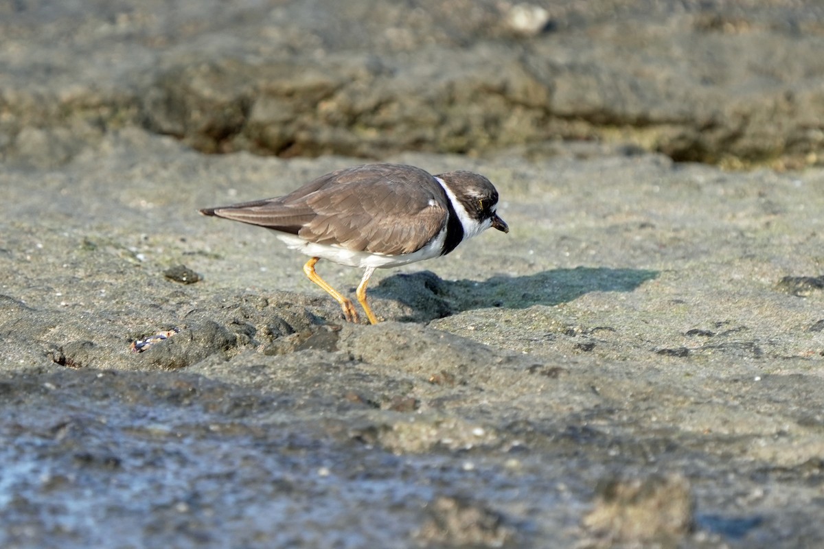 Semipalmated Plover - Kenny Frisch