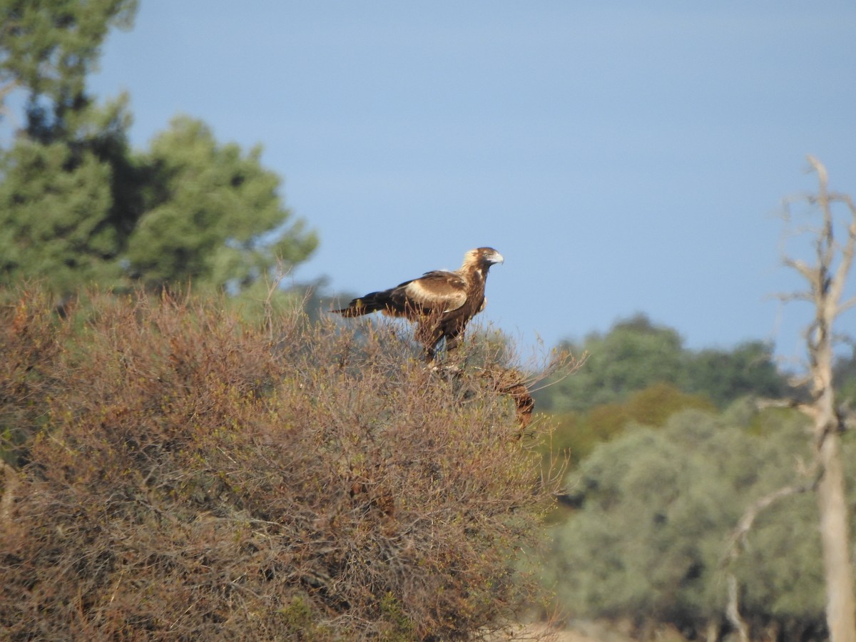 Wedge-tailed Eagle - DS Ridley