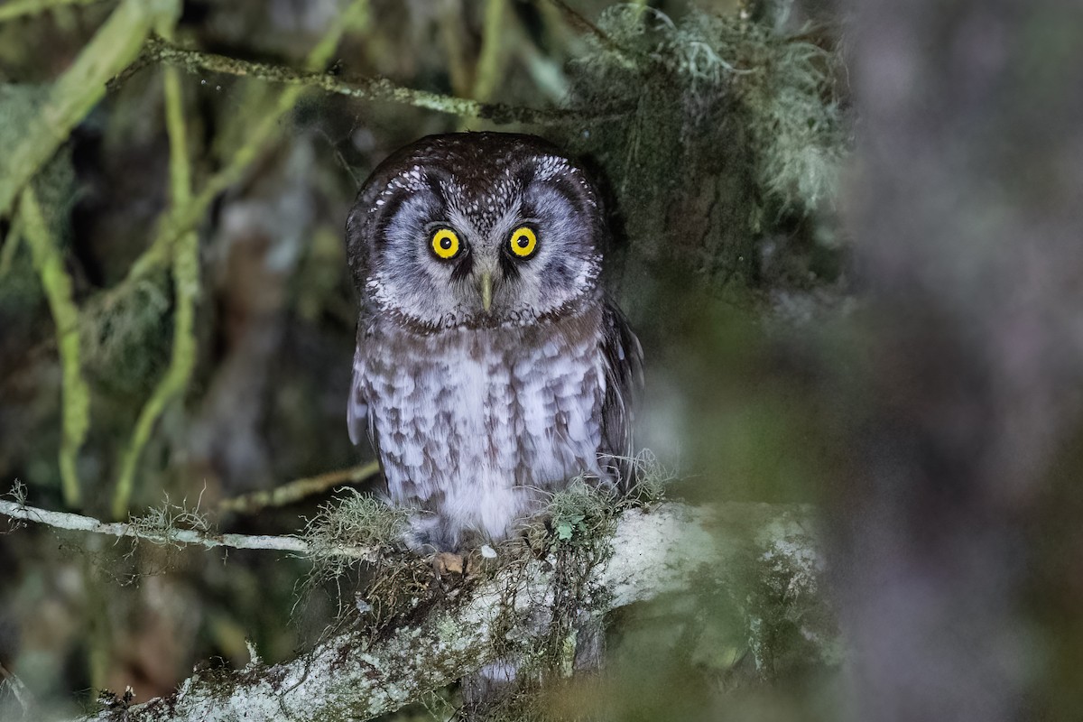 Boreal Owl - Çağan Abbasoğlu