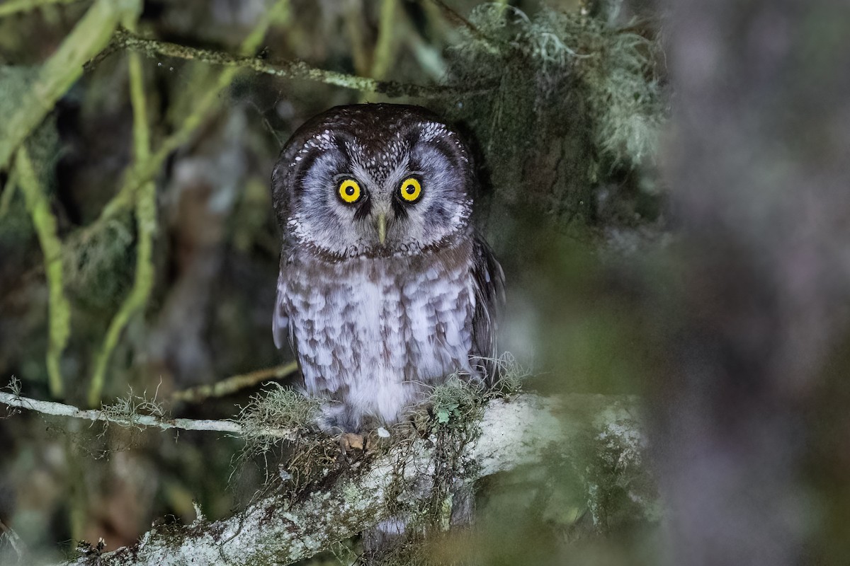 Boreal Owl - ML619562963