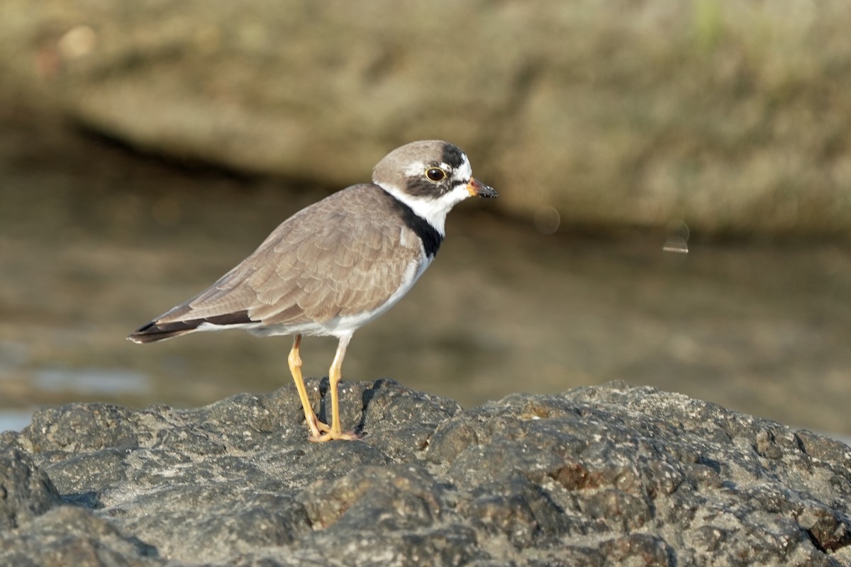 Semipalmated Plover - Kenny Frisch