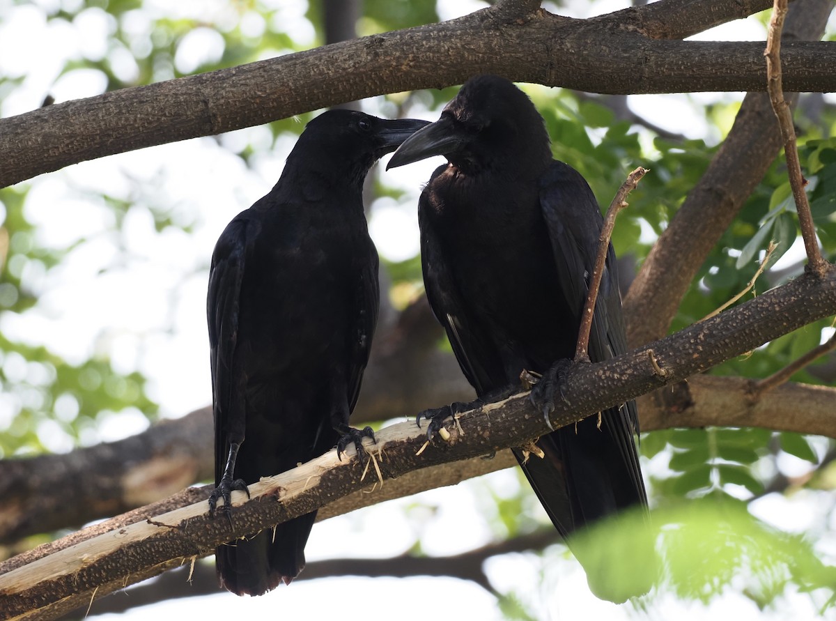 Large-billed Crow - 芳色 林