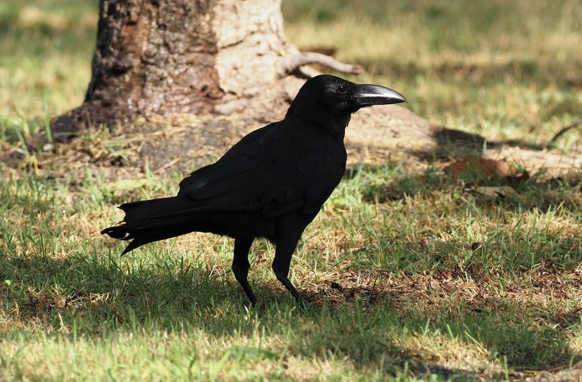 Large-billed Crow - 芳色 林