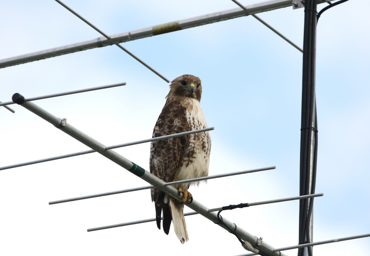 Red-tailed Hawk - Daniel Lebbin